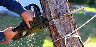 Best Commercial Tree Services  in Chandler, IN