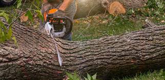 Best Hedge Trimming  in Chandler, IN