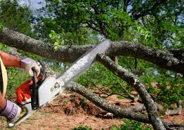 Best Tree Preservation Services  in Chandler, IN