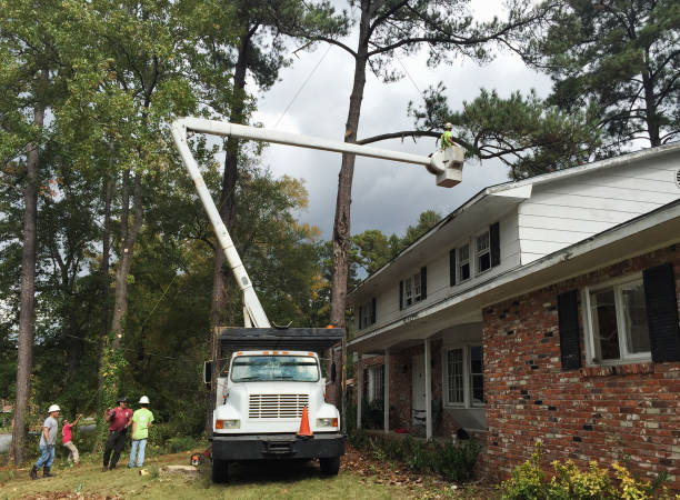 Best Tree Disease Treatment  in Chandler, IN