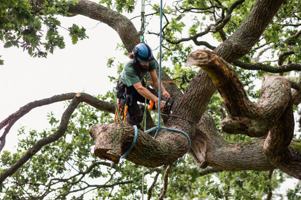 Best Tree Risk Assessment  in Chandler, IN