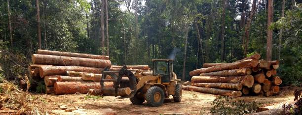 How Our Tree Care Process Works  in  Chandler, IN