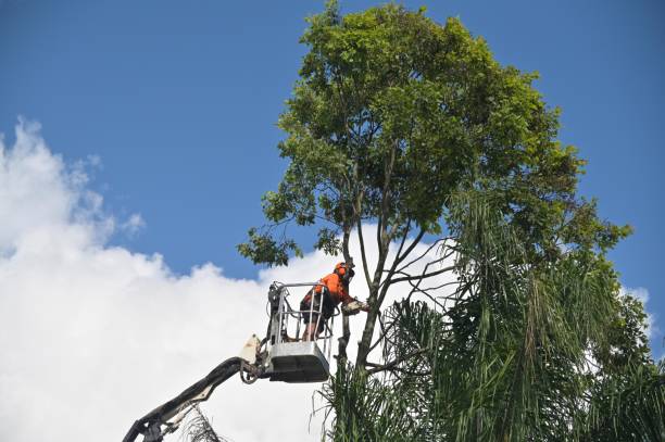 Trusted Chandler, IN Tree Care Experts