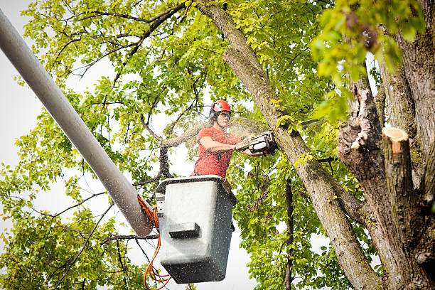 Best Leaf Removal  in Chandler, IN