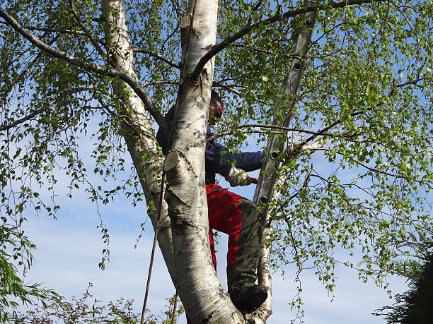 Best Root Management and Removal  in Chandler, IN