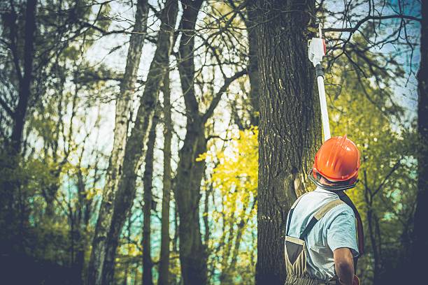 Tree and Shrub Care in Chandler, IN