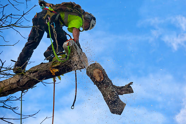 Best Tree Health Inspection  in Chandler, IN