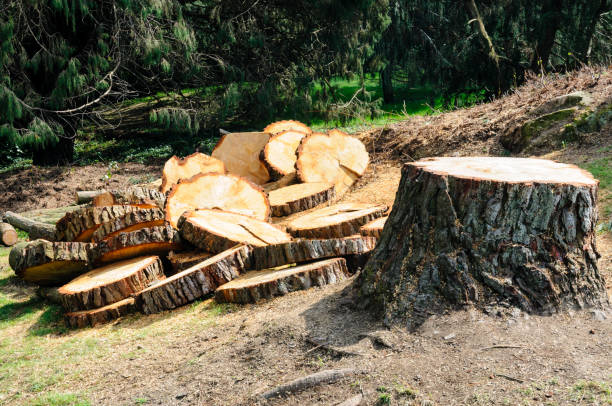 Best Arborist Consultation Services  in Chandler, IN